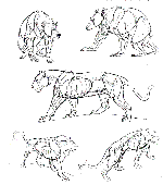 Кен Халтгрен (Ken Hultgren): Искусство рисовать животных.(The art of animal drawing) 