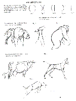 Кен Халтгрен (Ken Hultgren): Искусство рисовать животных.(The art of animal drawing) 