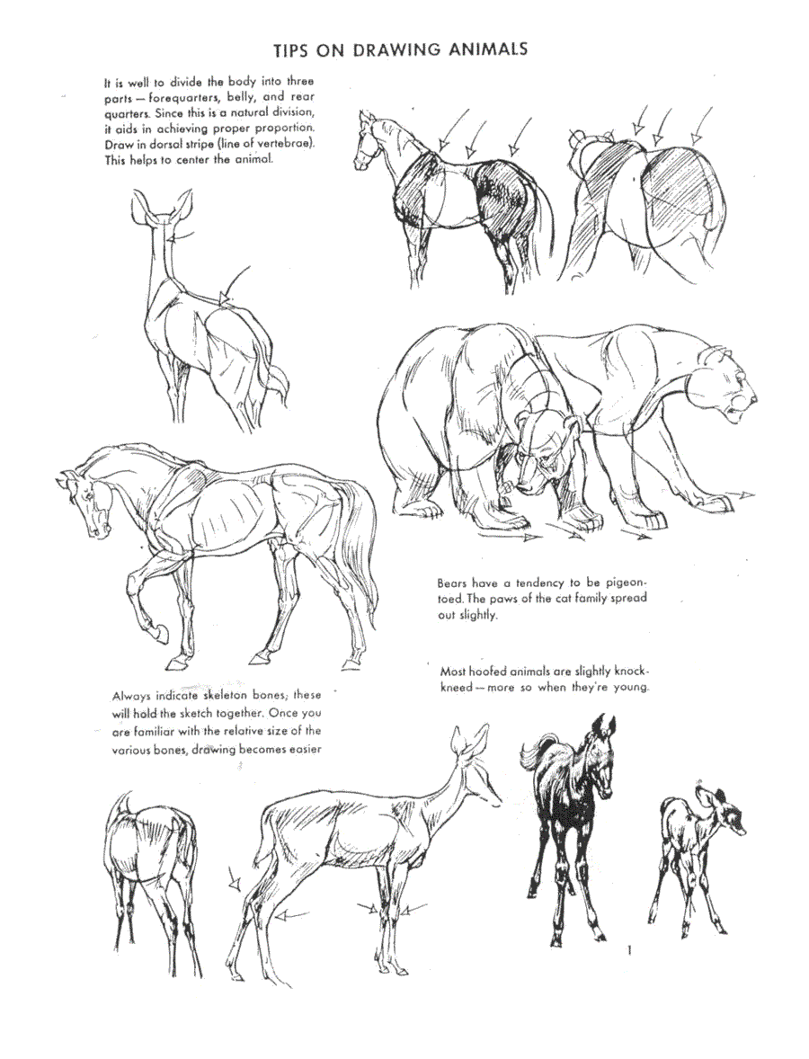   .(The art of animal drawing) -   (Ken Hultgren) ></a>
<script language=JavaScript> 
  var txt = 