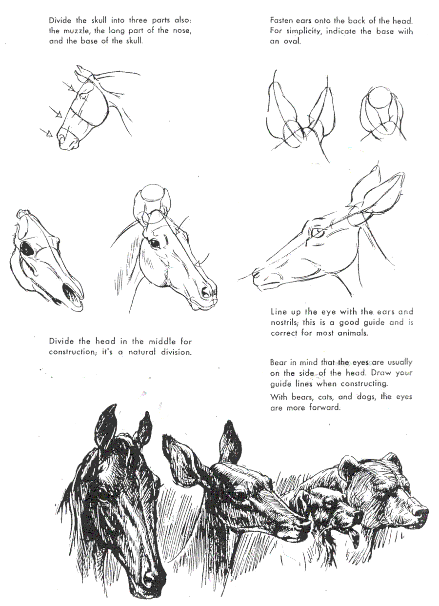   .(The art of animal drawing) -   (Ken Hultgren) ></a>
<script language=JavaScript> 
  var txt = 