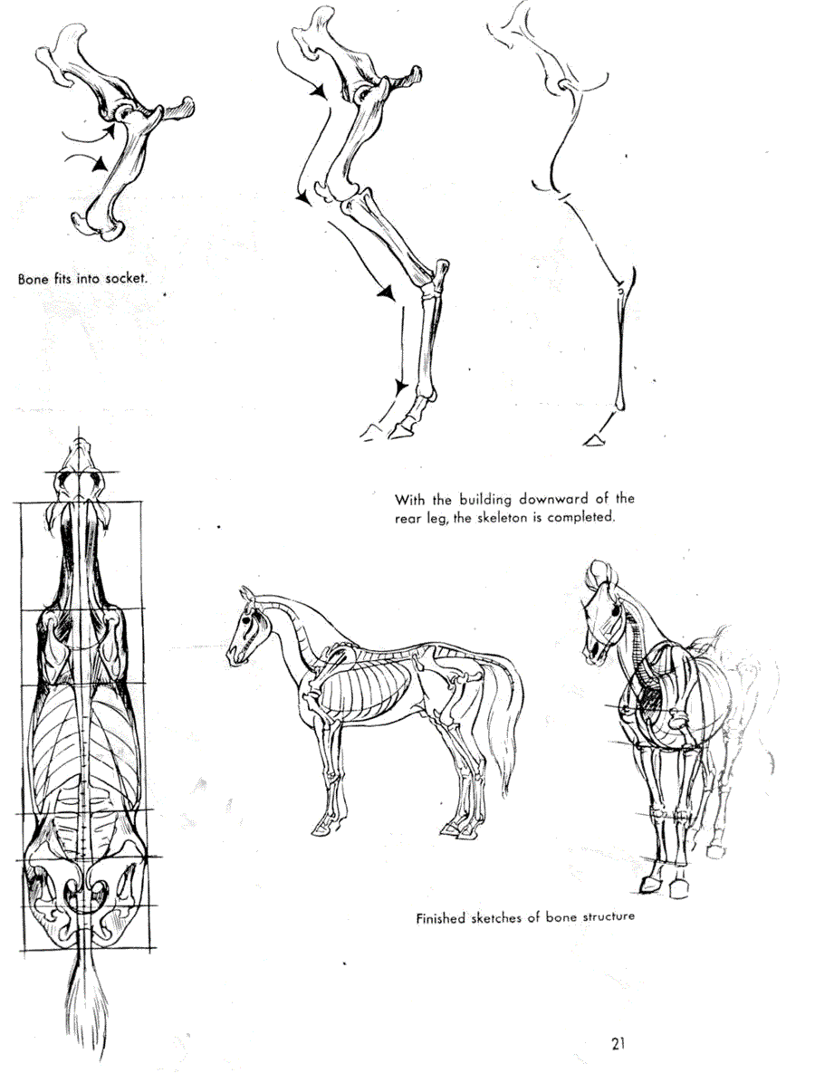   .(The art of animal drawing) -   (Ken Hultgren) ></a>
<script language=JavaScript> 
  var txt = 