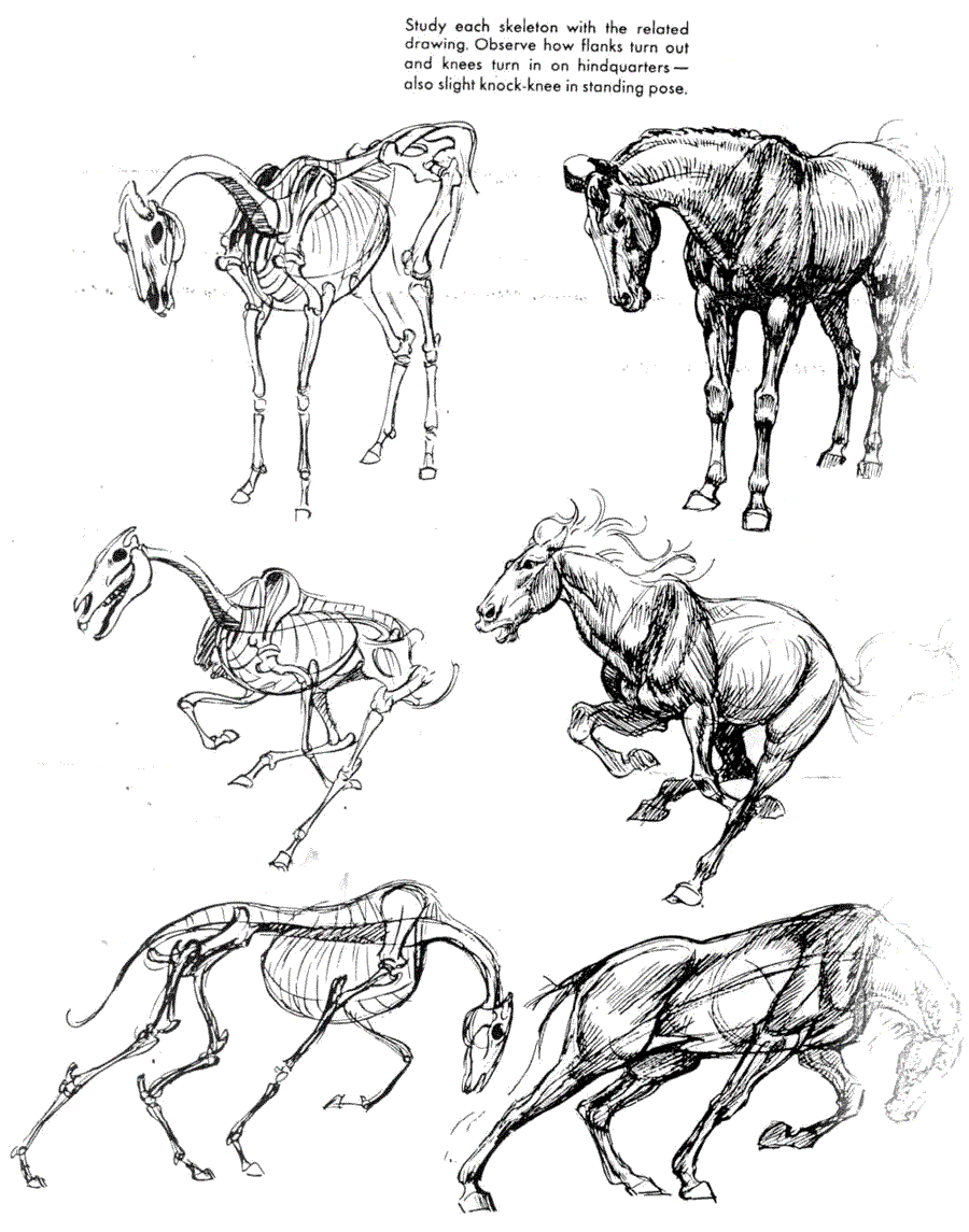   .(The art of animal drawing) -   (Ken Hultgren) ></a>
<script language=JavaScript> 
  var txt = 