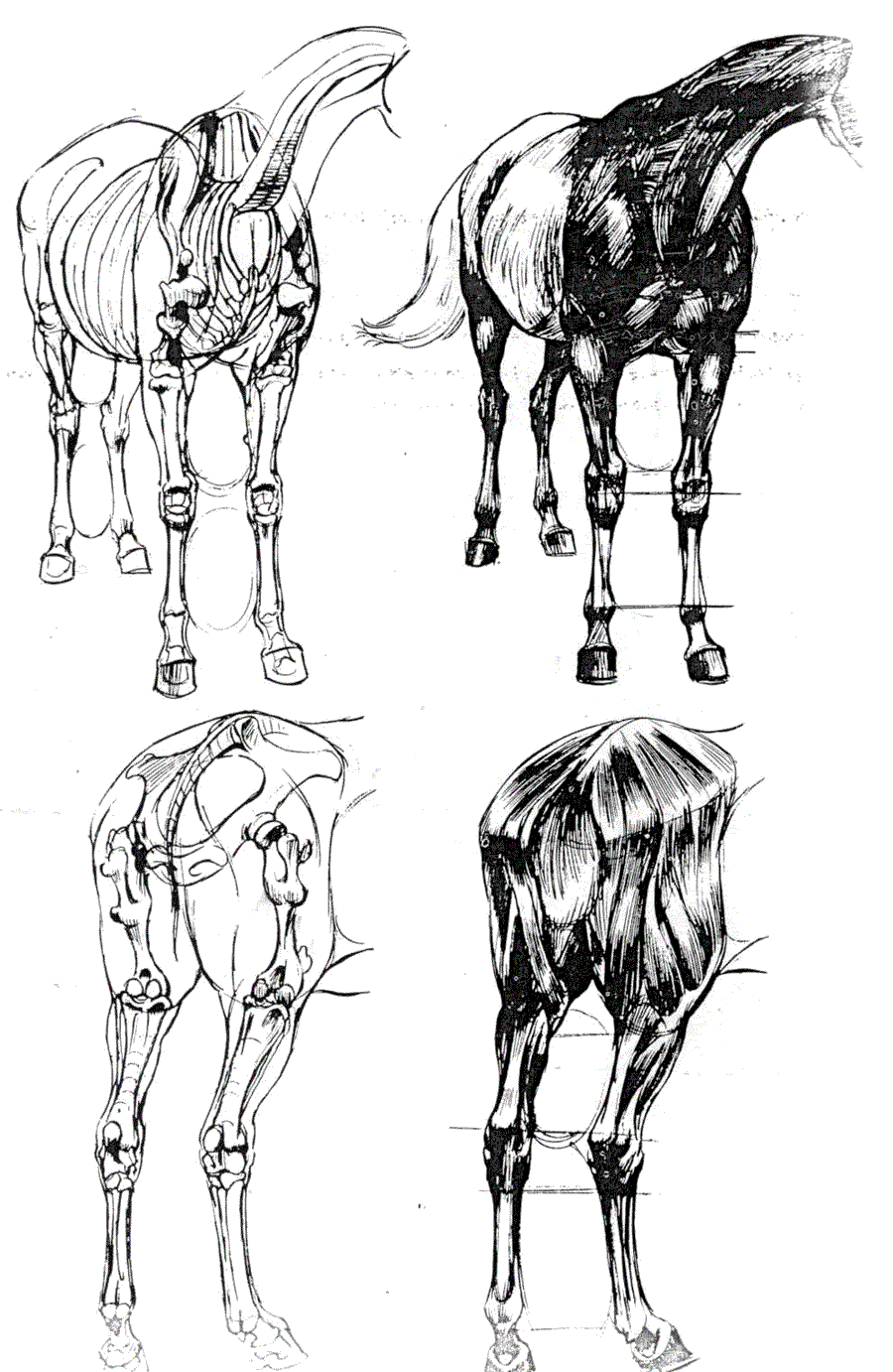   .(The art of animal drawing) -   (Ken Hultgren) ></a>
<script language=JavaScript> 
  var txt = 