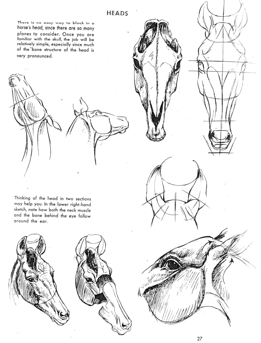 ��������� �������� ��������.(The art of animal drawing) - ��� �������� (Ken Hultgren) ></a>
<script language=JavaScript> 
  var txt = 