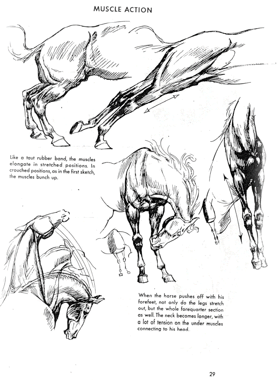   .(The art of animal drawing) -   (Ken Hultgren) ></a>
<script language=JavaScript> 
  var txt = 