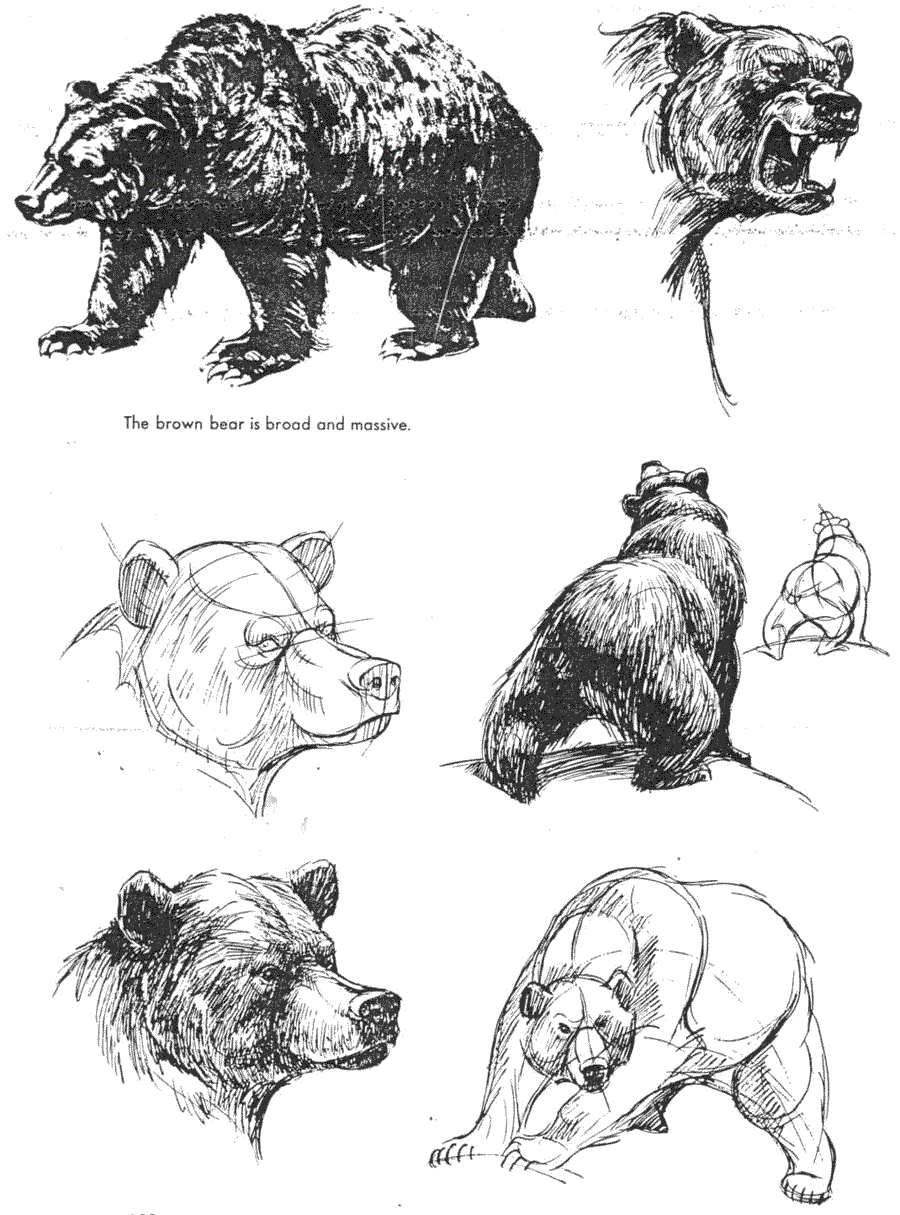   .(The art of animal drawing) -   (Ken Hultgren) ></a>
<script language=JavaScript> 
  var txt = 