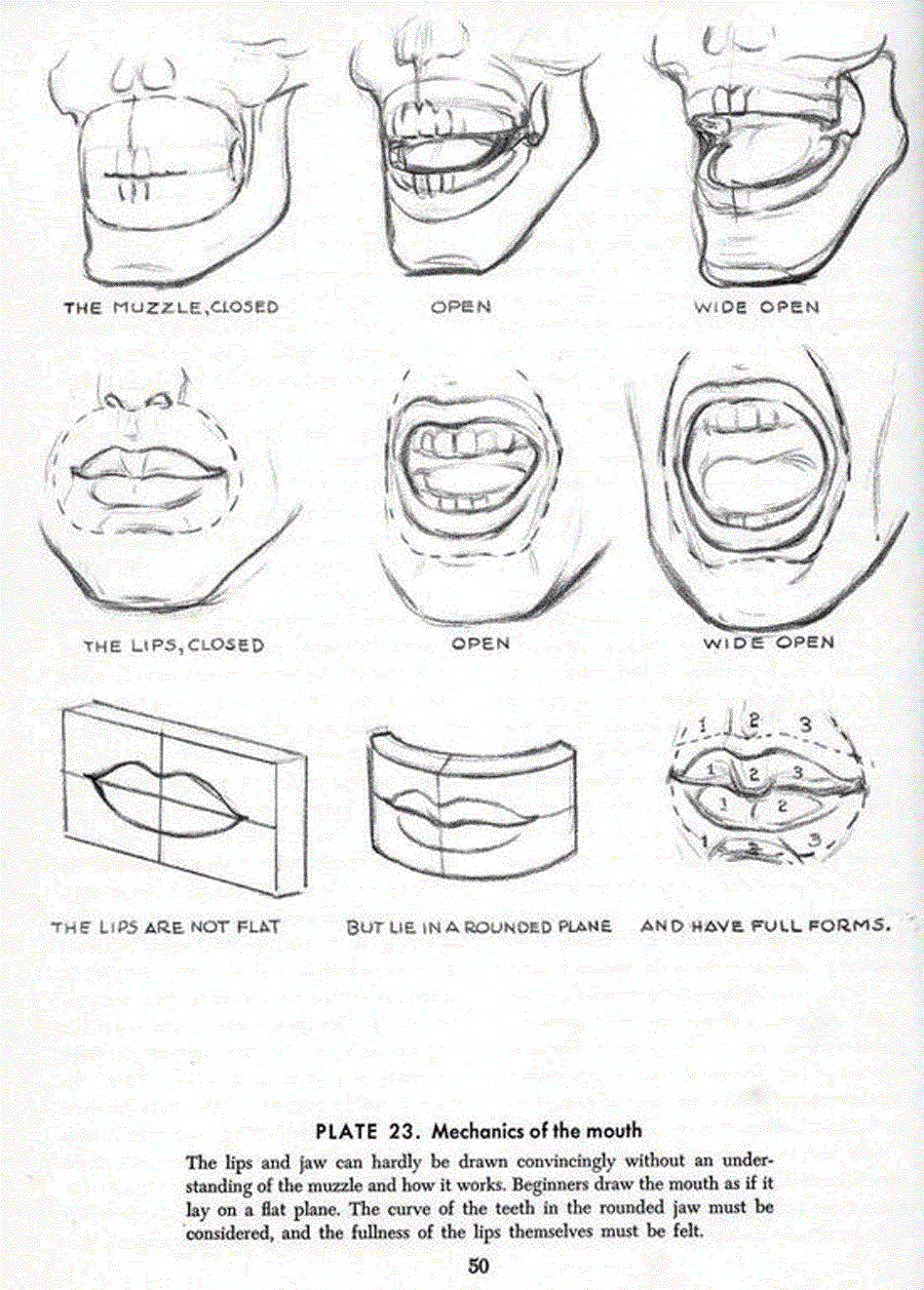 Drawing the head and hands - Andrew Loomis ></a>
<script language=JavaScript> 
  var txt = 