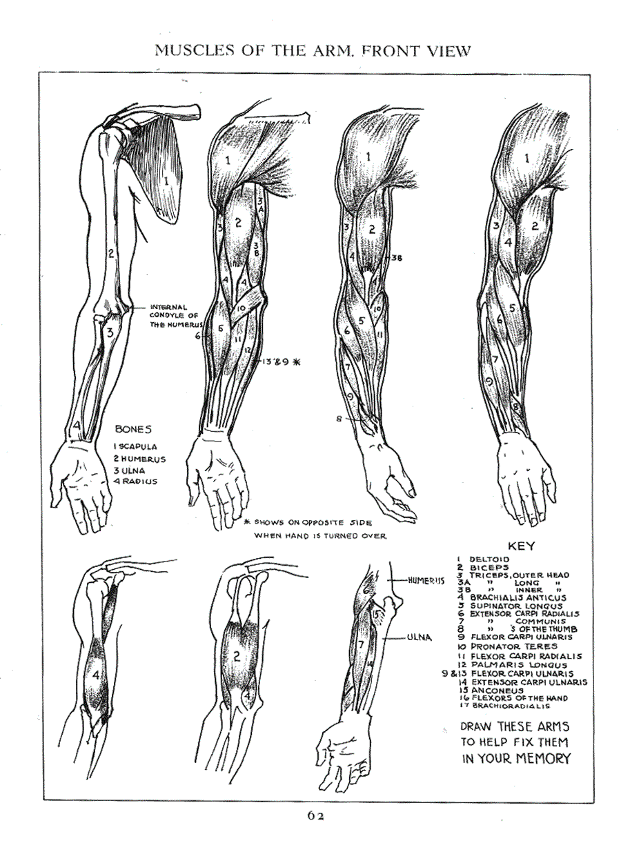 Figure drawing for all it s worth - Andrew Loomis ></a>
<script language=JavaScript> 
  var txt = 