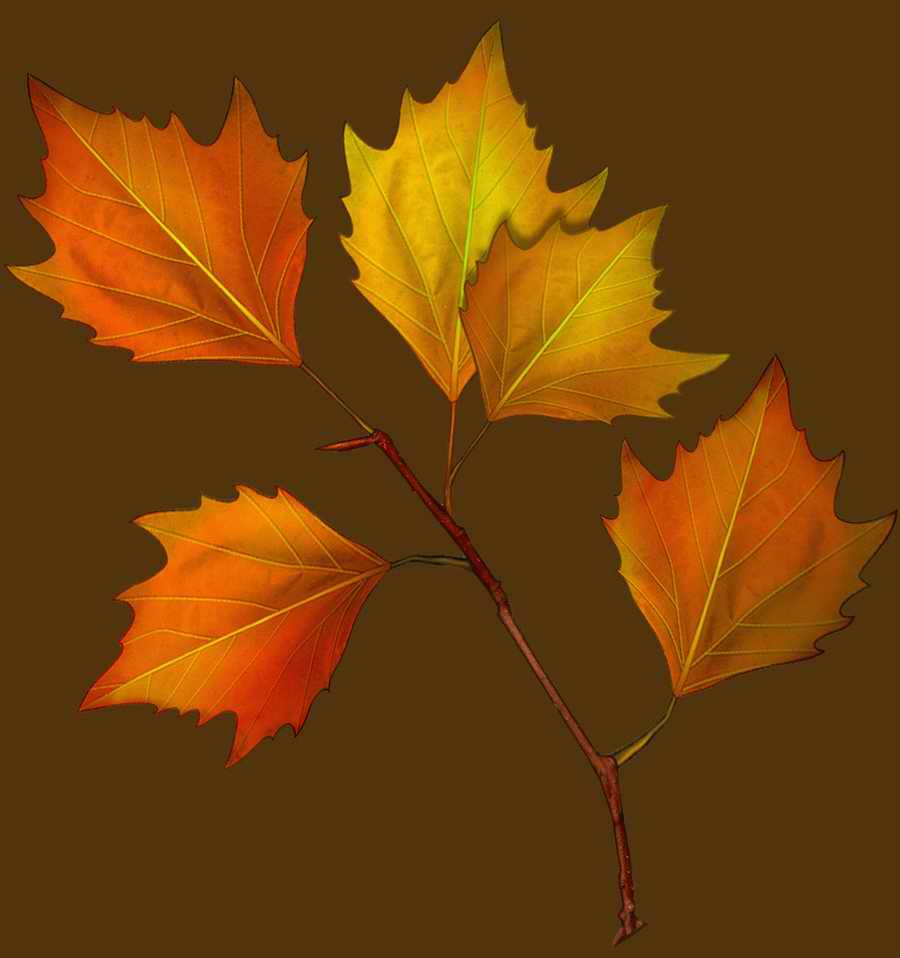 Toon Textures - 3DTotal Textures ></a>
<script language=JavaScript> 
  var txt = 