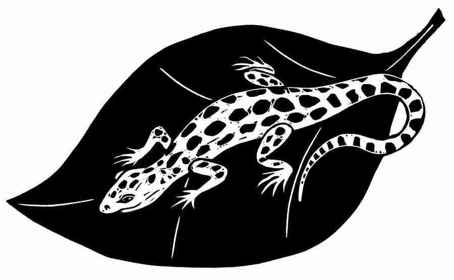 Natures Design Elements - Artville ></a>
<script language=JavaScript> 
  var txt = 