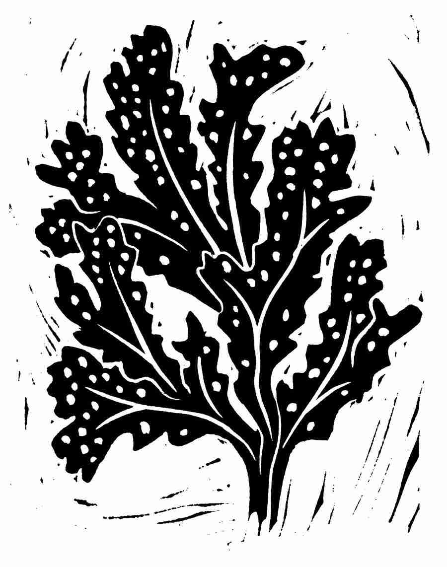 Natures Design Elements - Artville ></a>
<script language=JavaScript> 
  var txt = 