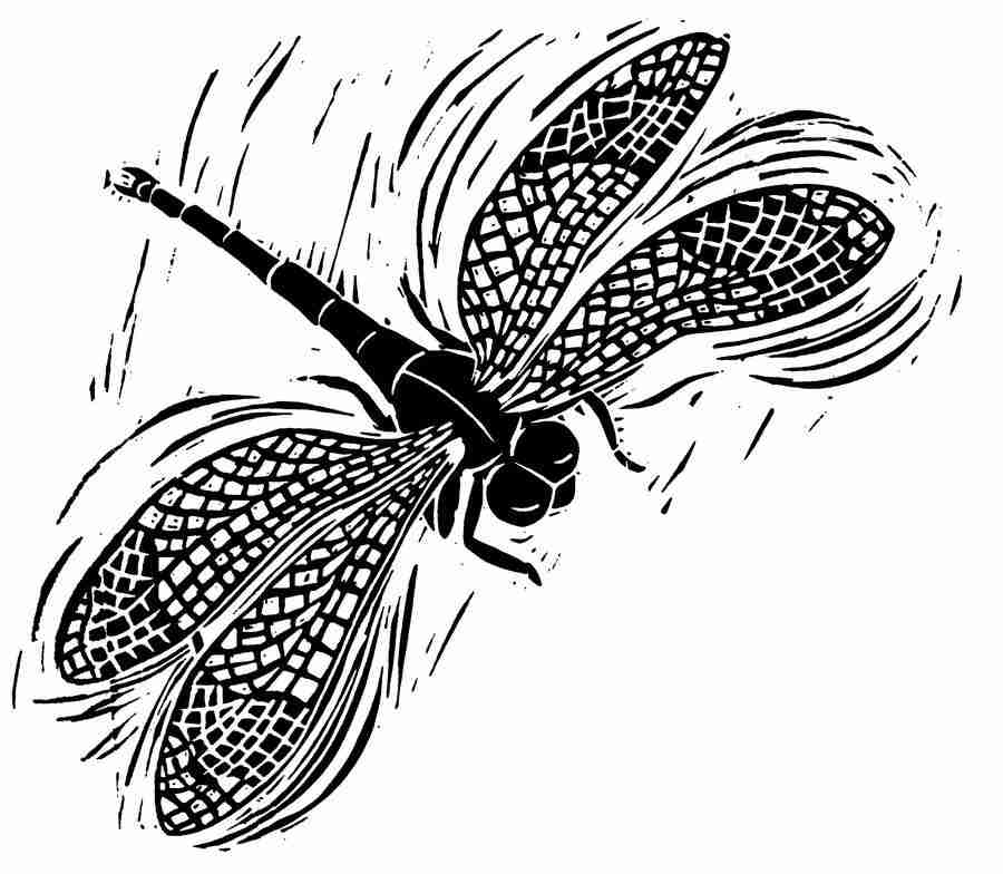 Natures Design Elements - Artville ></a>
<script language=JavaScript> 
  var txt = 