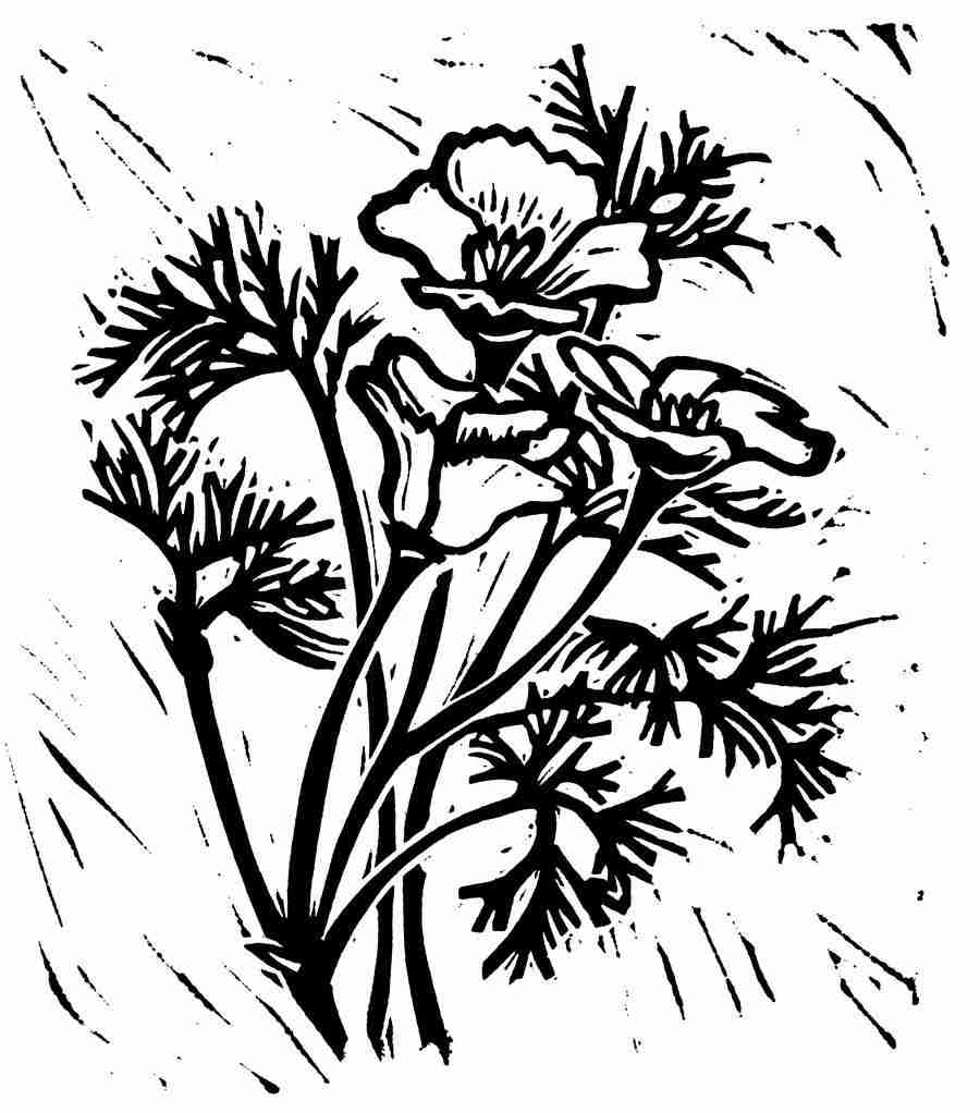 Natures Design Elements - Artville ></a>
<script language=JavaScript> 
  var txt = 