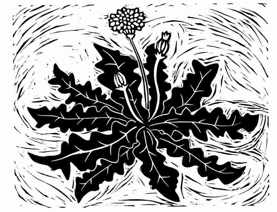 Natures Design Elements - Artville ></a>
<script language=JavaScript> 
  var txt = 