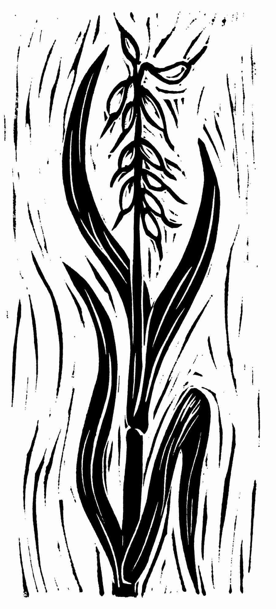 Natures Design Elements - Artville ></a>
<script language=JavaScript> 
  var txt = 