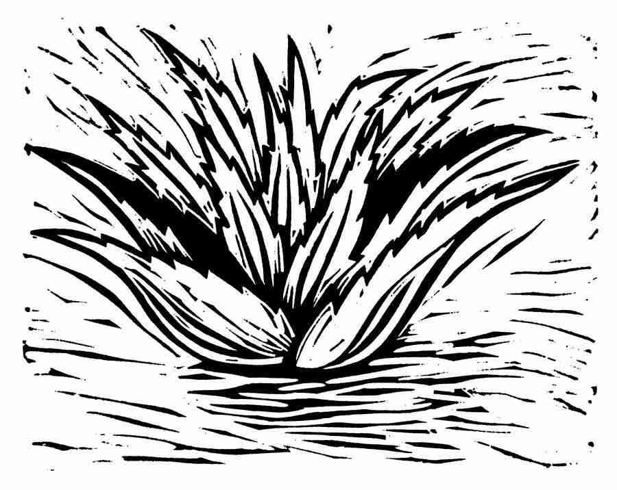 Natures Design Elements - Artville ></a>
<script language=JavaScript> 
  var txt = 