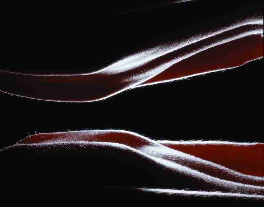 Anatomy Ice and Illusions - BackArts ></a>
<script language=JavaScript> 
  var txt = 