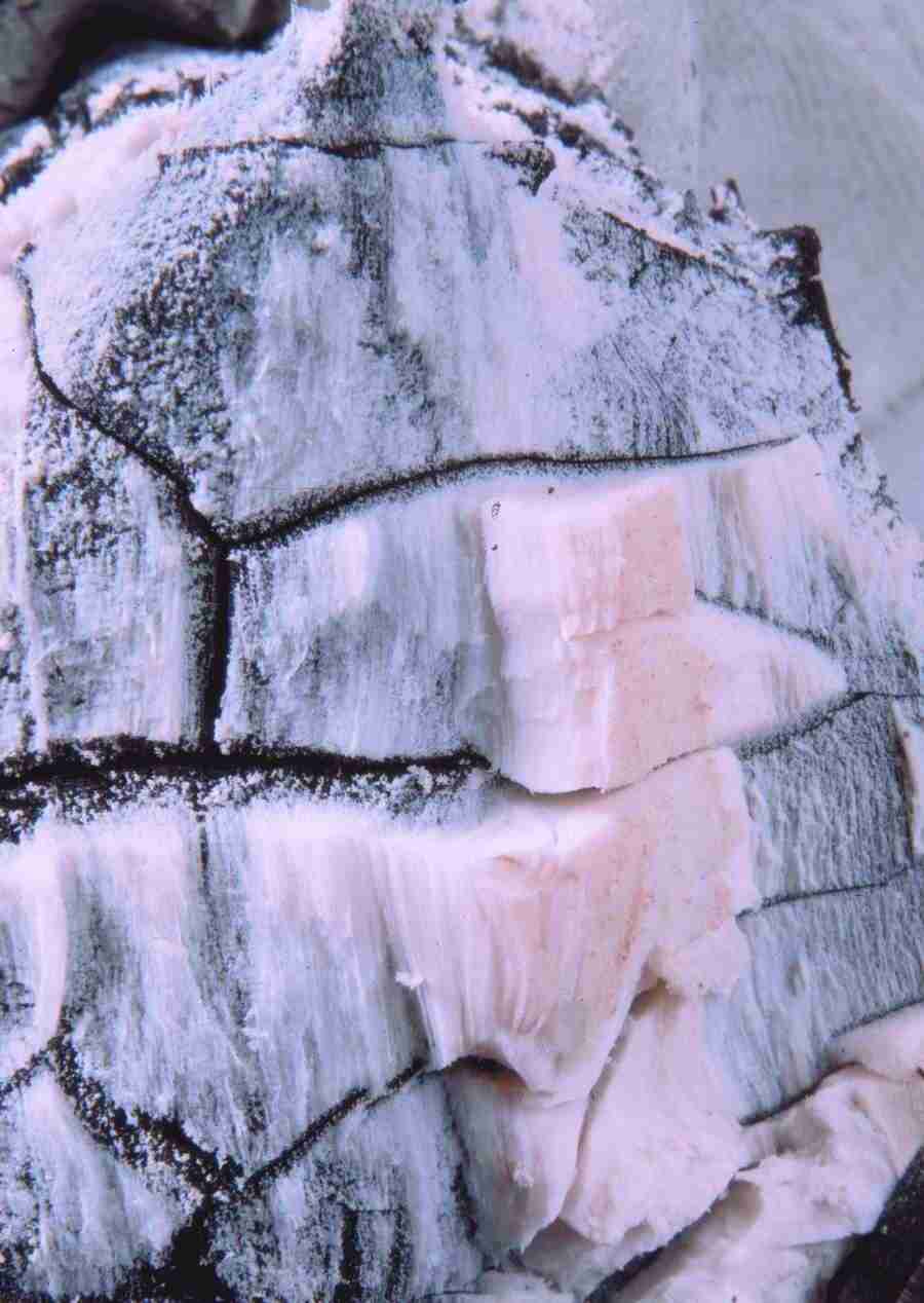 Anatomy Ice and Illusions - BackArts ></a>
<script language=JavaScript> 
  var txt = 