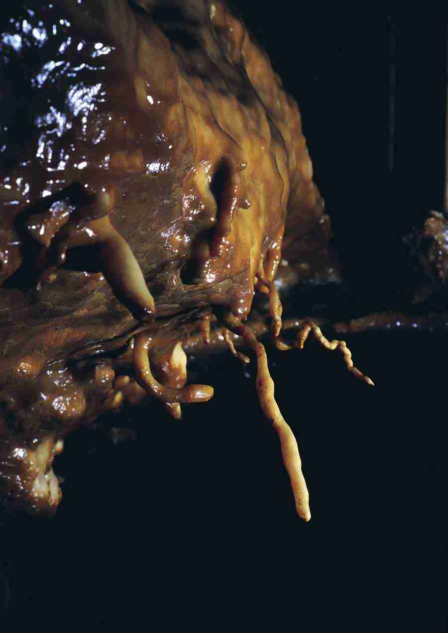 Caves - BackArts ></a>
<script language=JavaScript> 
  var txt = 