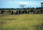 BackArts: East Africa 