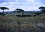 BackArts: East Africa 