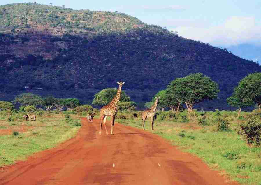 East Africa - BackArts ></a>
<script language=JavaScript> 
  var txt = 