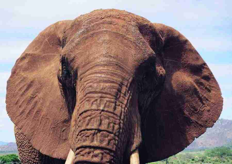 East Africa - BackArts ></a>
<script language=JavaScript> 
  var txt = 