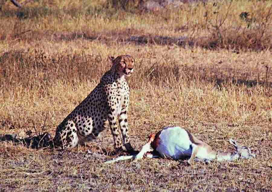 East Africa - BackArts ></a>
<script language=JavaScript> 
  var txt = 