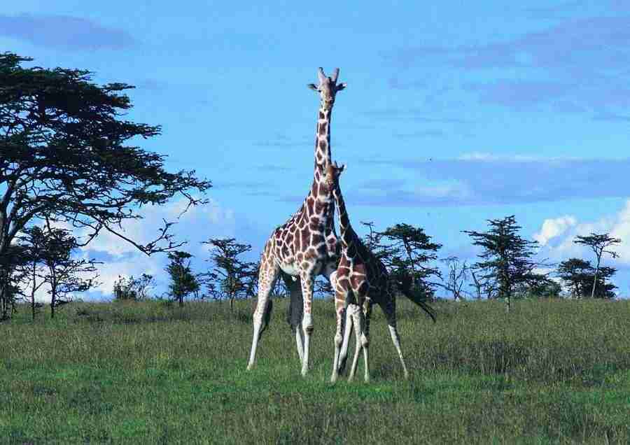 East Africa - BackArts ></a>
<script language=JavaScript> 
  var txt = 