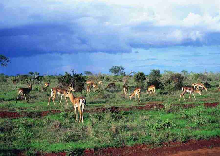 East Africa - BackArts ></a>
<script language=JavaScript> 
  var txt = 