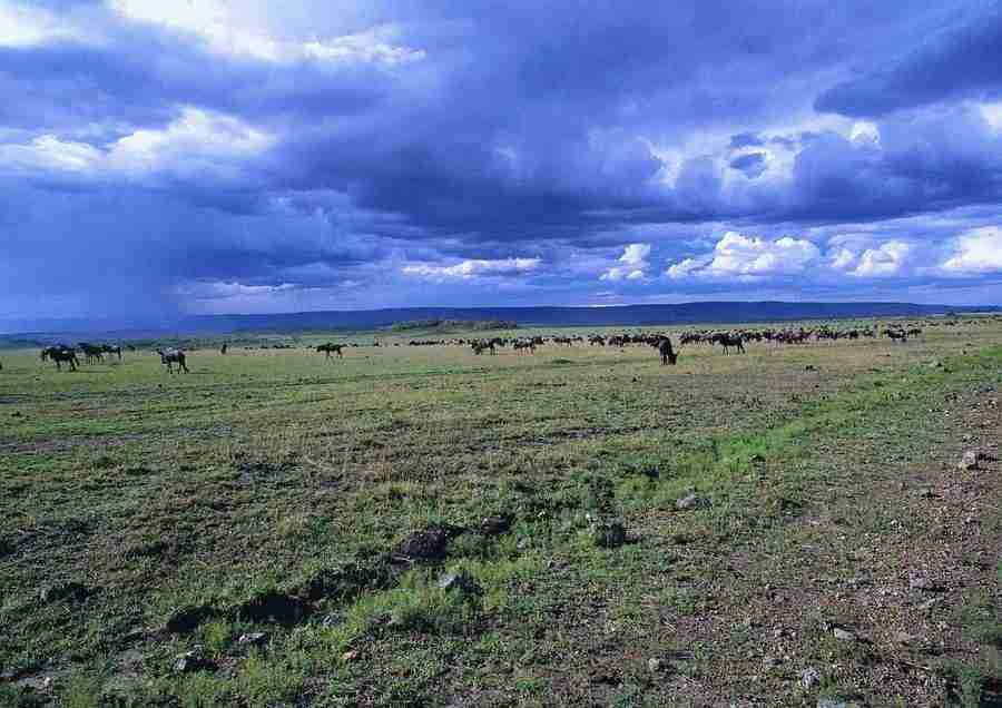 East Africa - BackArts ></a>
<script language=JavaScript> 
  var txt = 