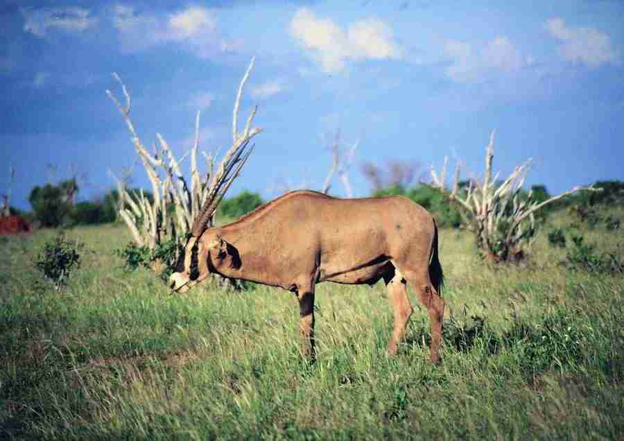 East Africa - BackArts ></a>
<script language=JavaScript> 
  var txt = 