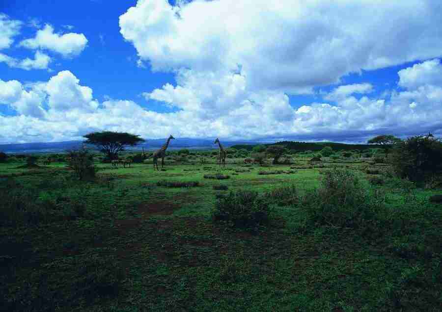 East Africa - BackArts ></a>
<script language=JavaScript> 
  var txt = 