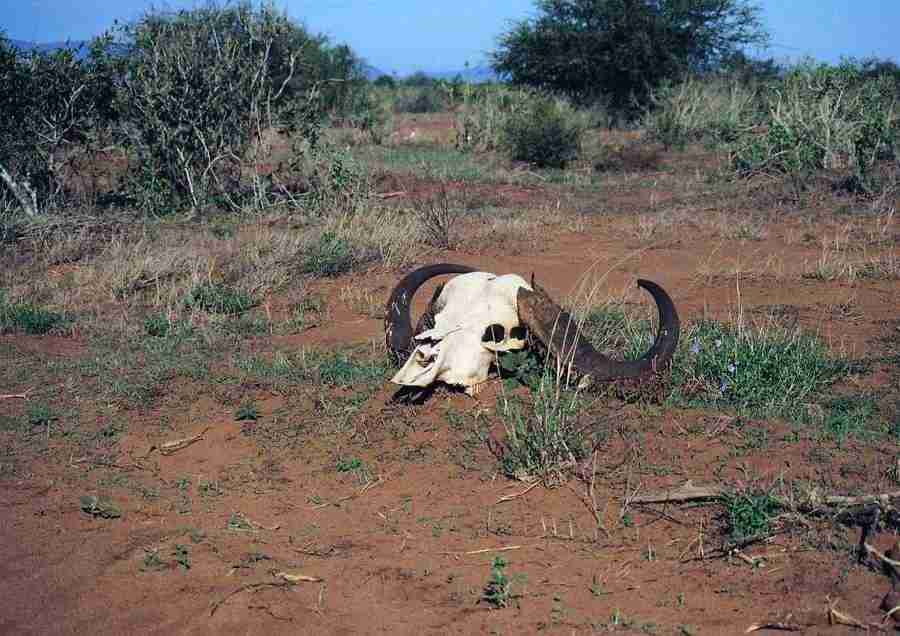 East Africa - BackArts ></a>
<script language=JavaScript> 
  var txt = 
