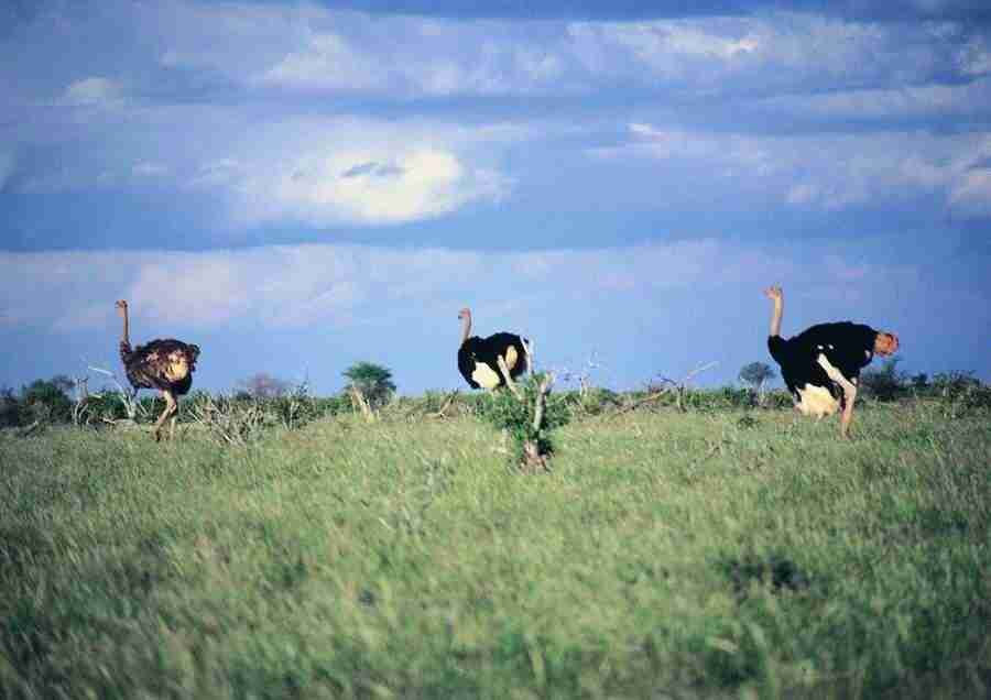 East Africa - BackArts ></a>
<script language=JavaScript> 
  var txt = 