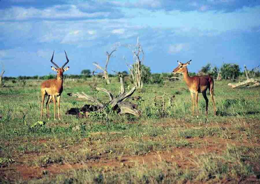 East Africa - BackArts ></a>
<script language=JavaScript> 
  var txt = 