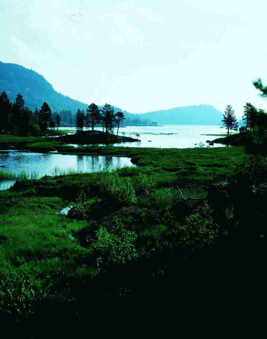 Fantasy, Scenery and Plants - BackArts ></a>
<script language=JavaScript> 
  var txt = 