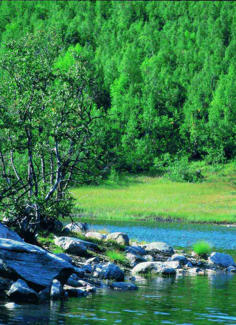 Fantasy, Scenery and Plants - BackArts ></a>
<script language=JavaScript> 
  var txt = 