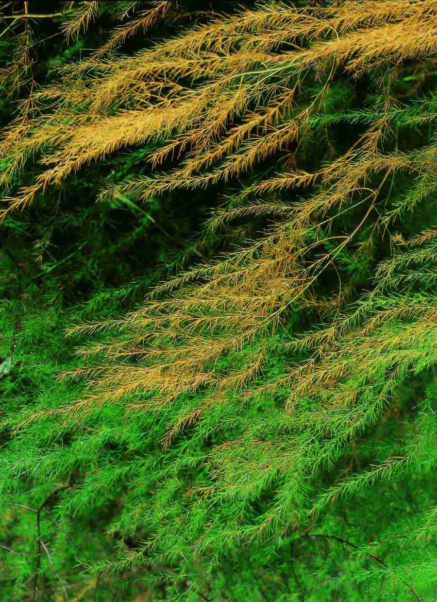 Fantasy, Scenery and Plants - BackArts ></a>
<script language=JavaScript> 
  var txt = 
