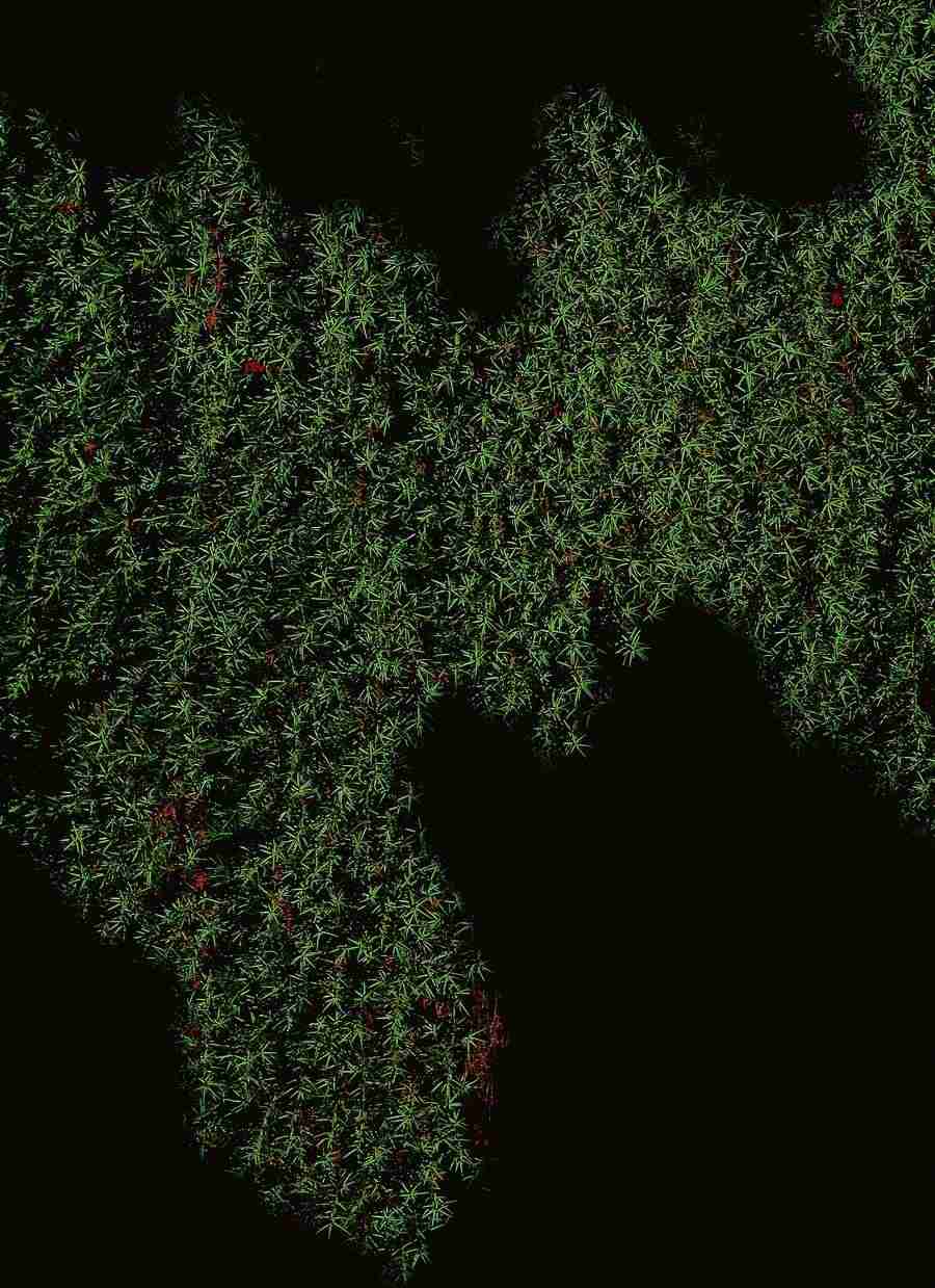 Fantasy, Scenery and Plants - BackArts ></a>
<script language=JavaScript> 
  var txt = 