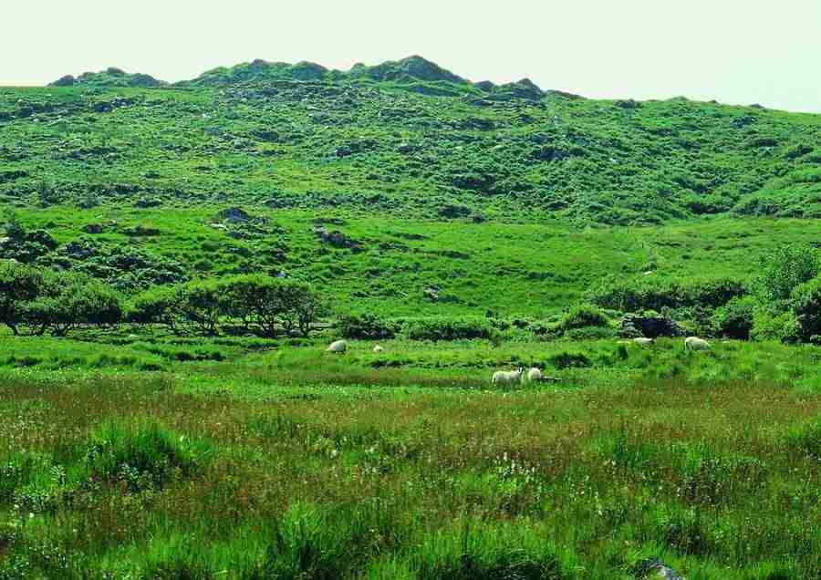 Ireland - BackArts ></a>
<script language=JavaScript> 
  var txt = 