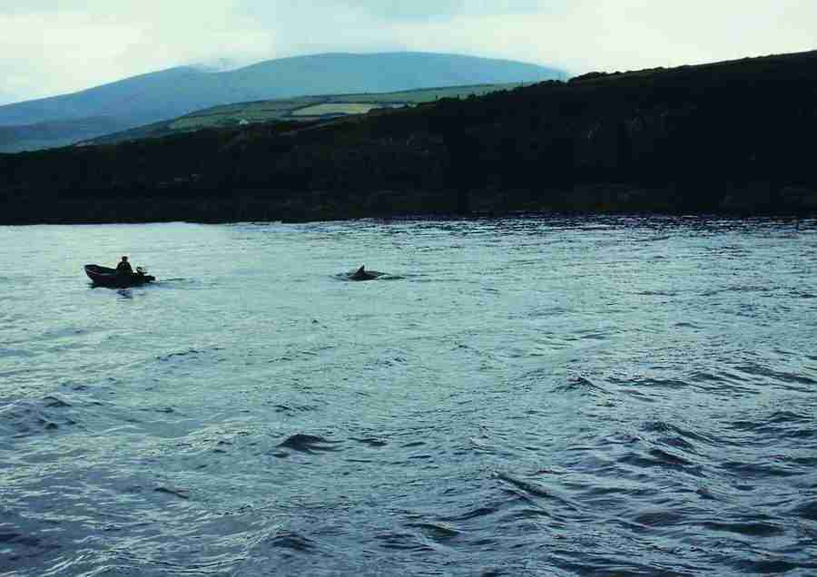 Ireland - BackArts ></a>
<script language=JavaScript> 
  var txt = 