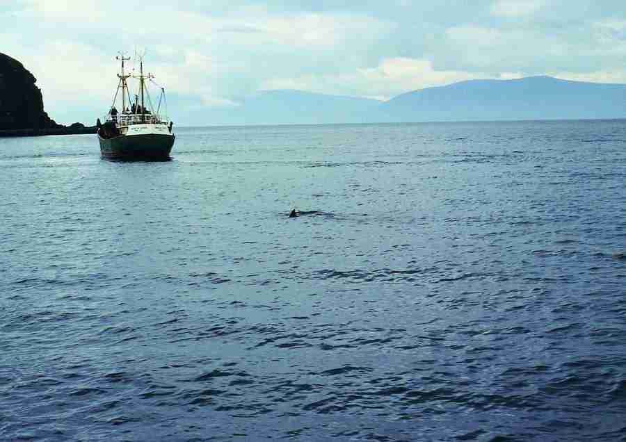 Ireland - BackArts ></a>
<script language=JavaScript> 
  var txt = 