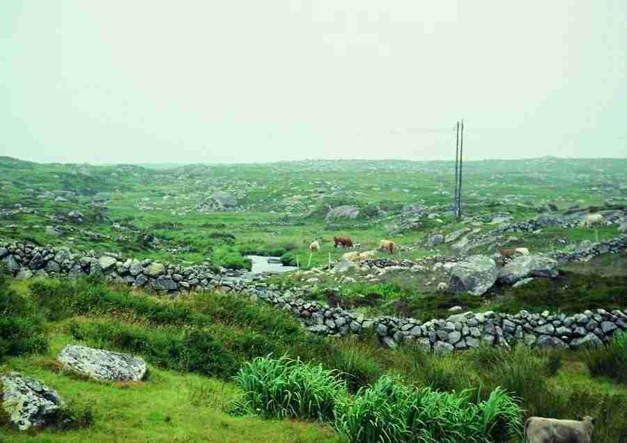 Ireland - BackArts ></a>
<script language=JavaScript> 
  var txt = 