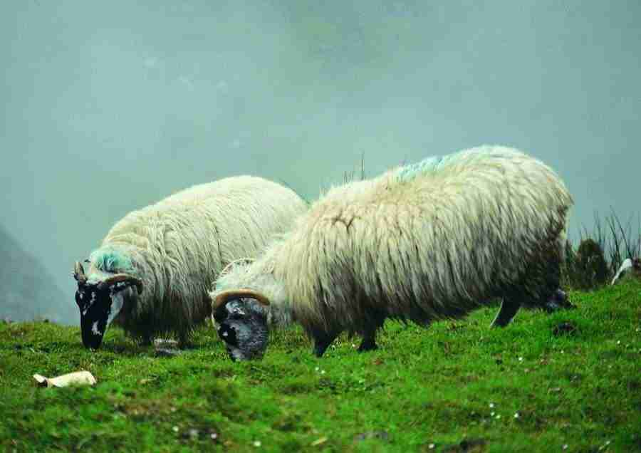 Ireland - BackArts ></a>
<script language=JavaScript> 
  var txt = 