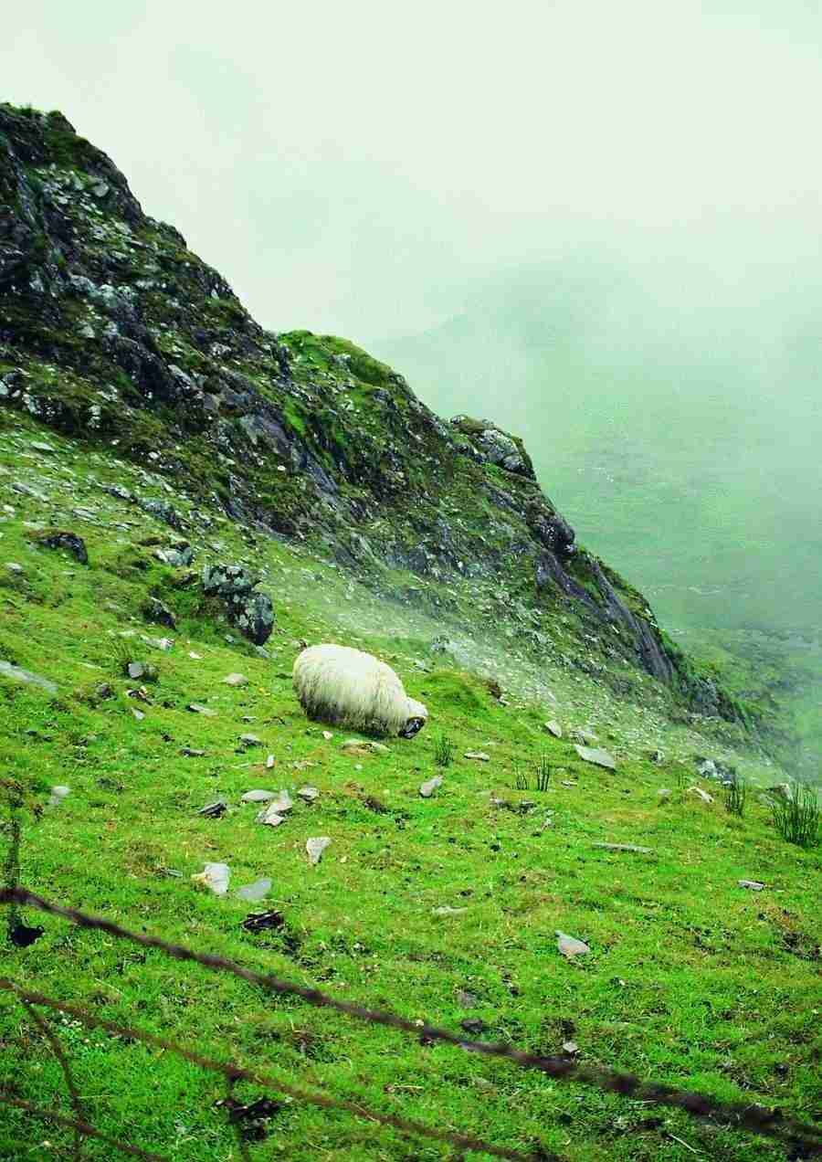 Ireland - BackArts ></a>
<script language=JavaScript> 
  var txt = 