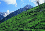 BackArts: Mountains 