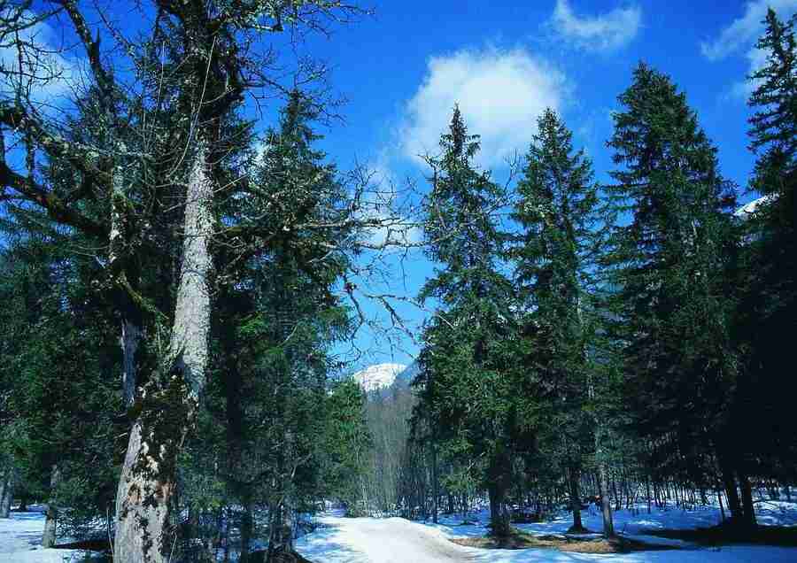 Mountains - BackArts ></a>
<script language=JavaScript> 
  var txt = 