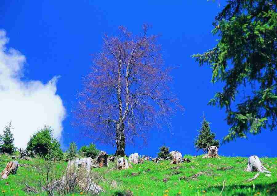 Mountains - BackArts ></a>
<script language=JavaScript> 
  var txt = 