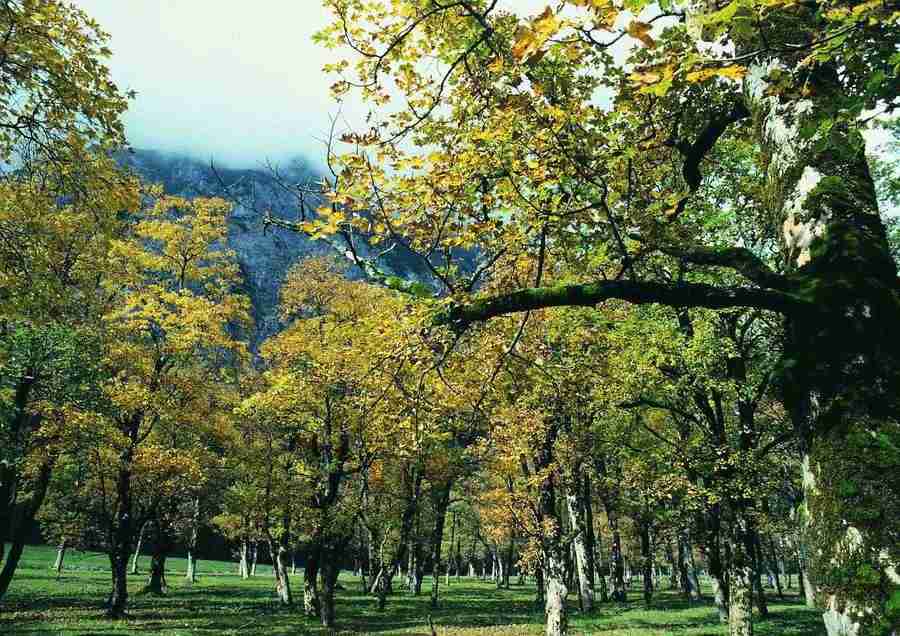 Mountains - BackArts ></a>
<script language=JavaScript> 
  var txt = 